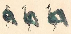 Three guniea fowl by Sophie Neville