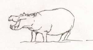 Line drawing of Hippo by Sophie Neville